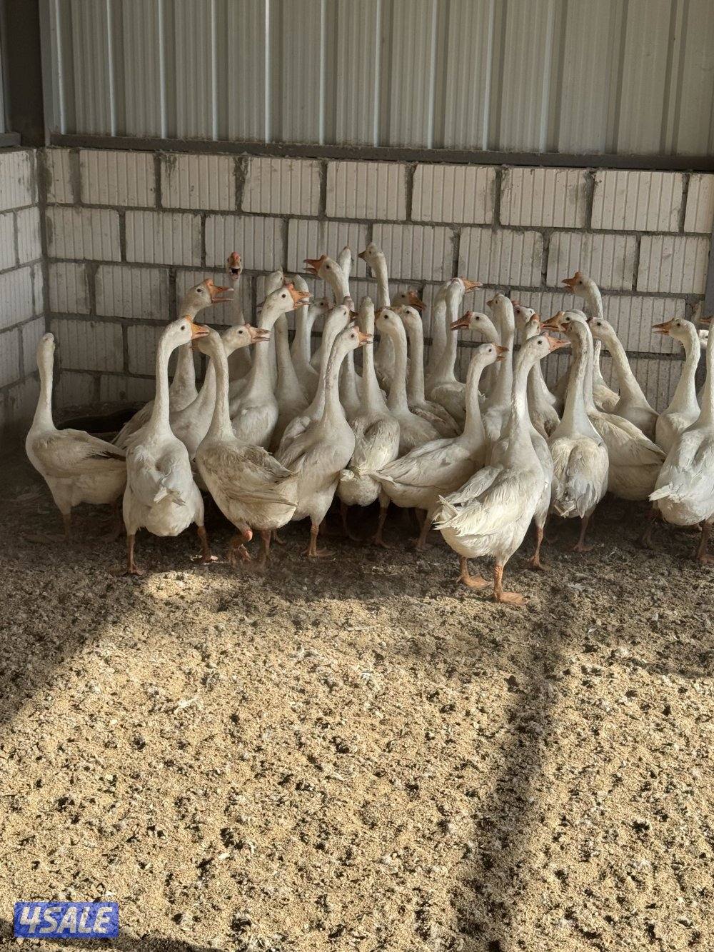 وز كندي ابيض1