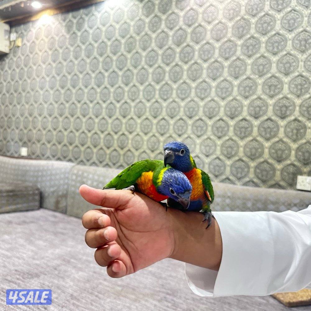 طيور لوريات ٢ فاخره1