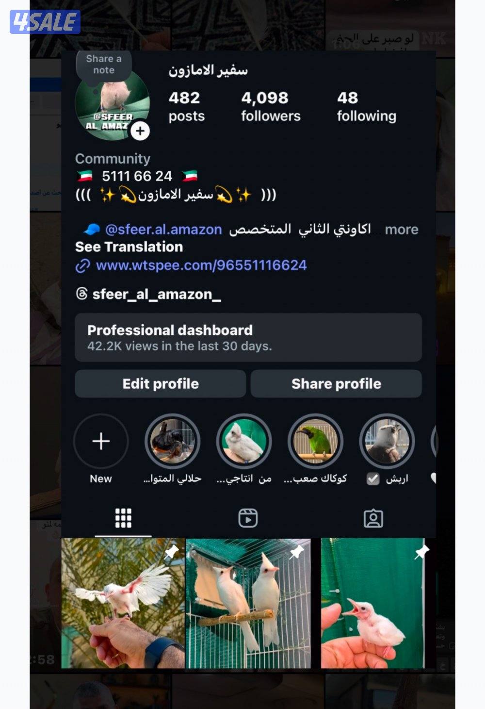 للبيع بلبل ماليزي ابيض نثية منتجة1