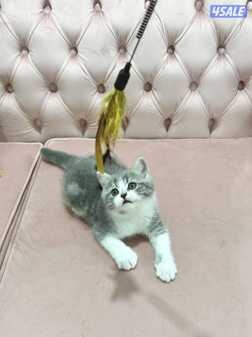 Baby kitten🩵0
