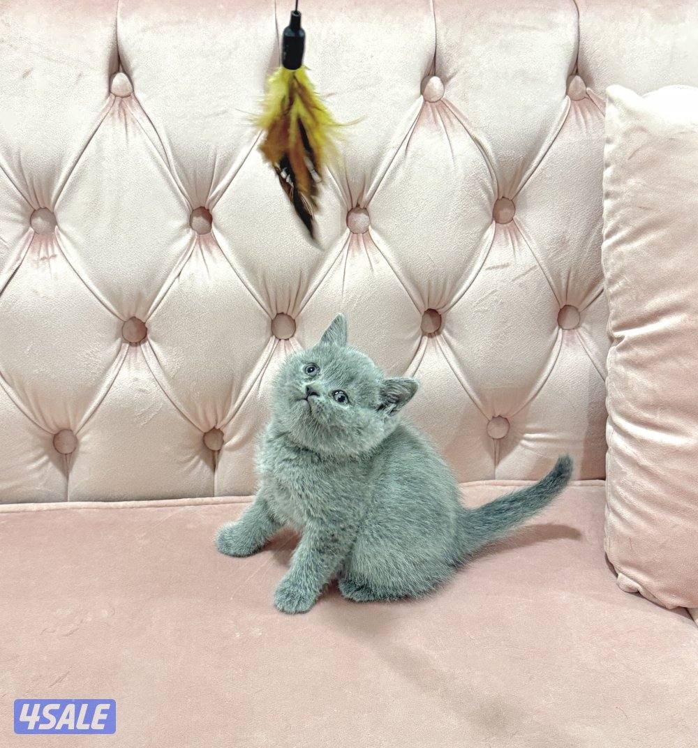 Baby kitten🩵1