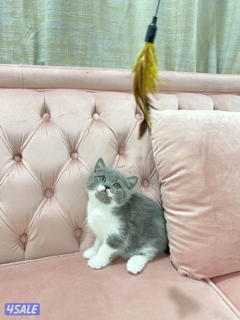 Baby kitten🩵2