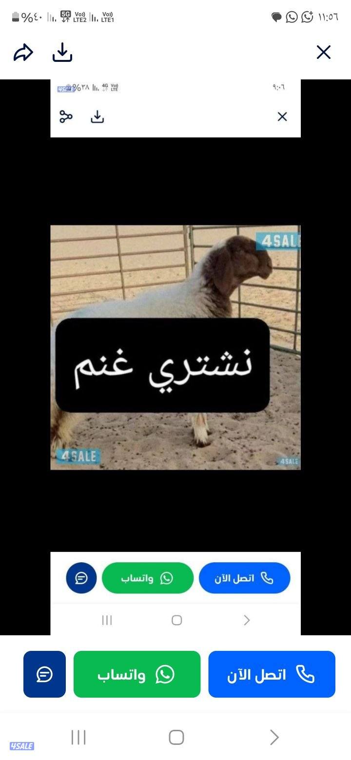 نشتري جميع انواع الحلال0