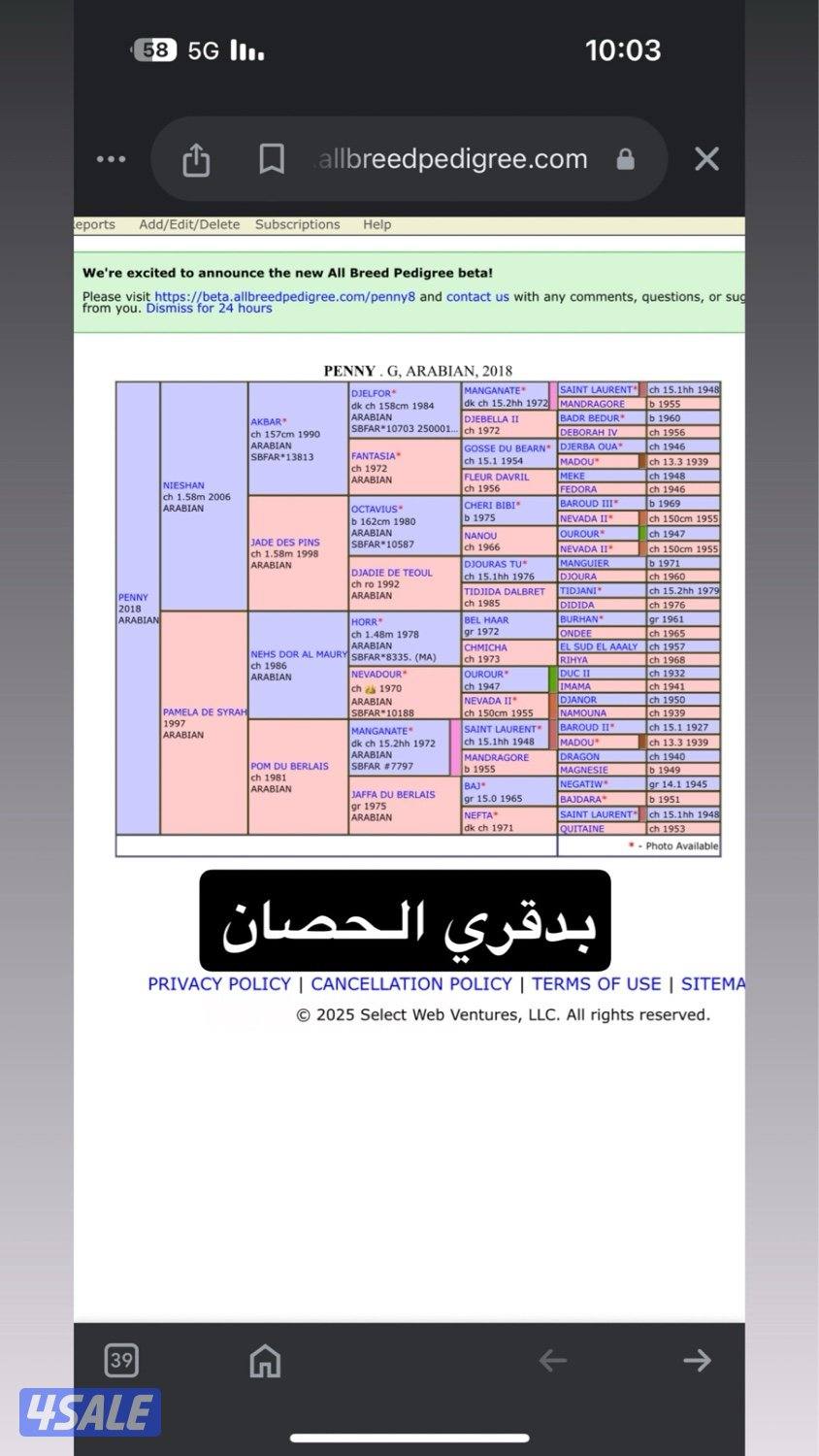 للبيع فرس فرنسيه8
