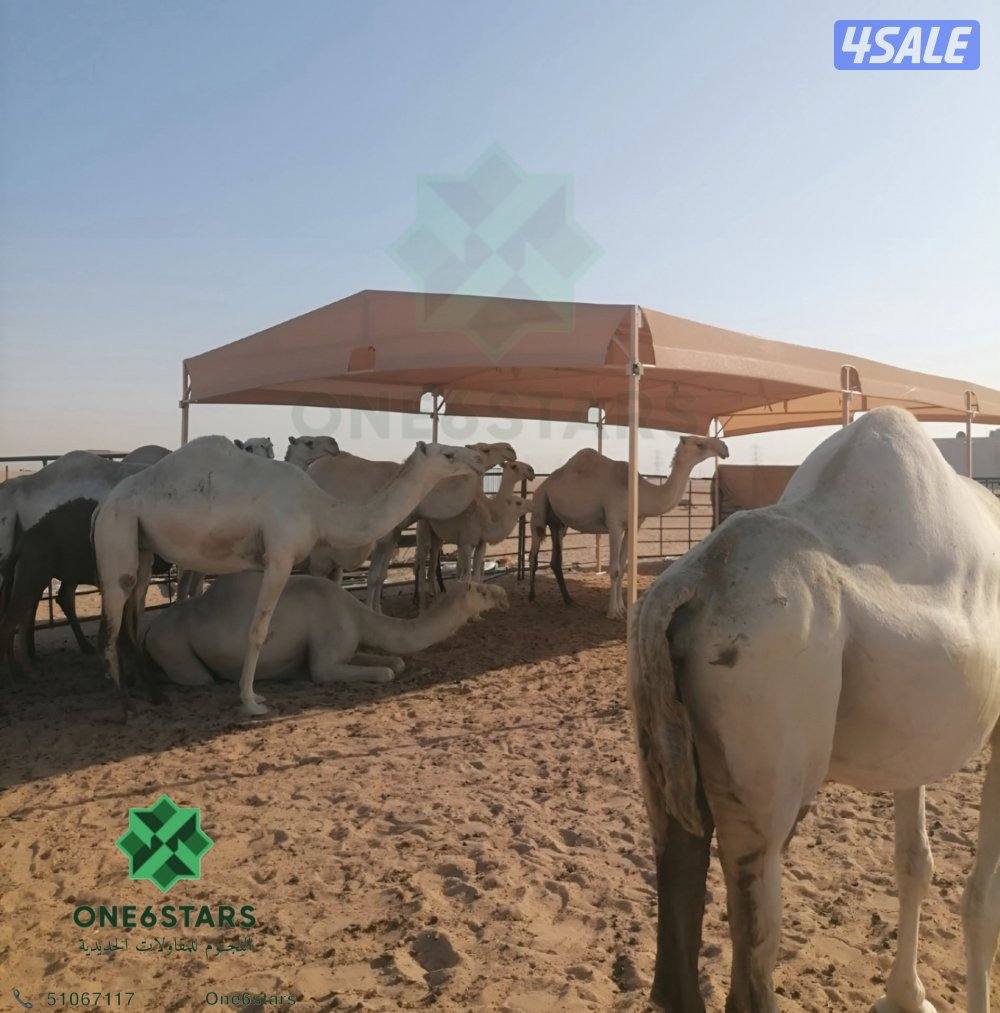 مظلة حلال فك و تركيب15