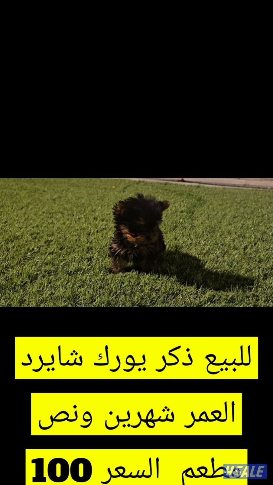 للبيع ذكر يورك شايرد العمر شهرين ونص مطعم تطعيمه مع دفتر التطعيم للجاد0