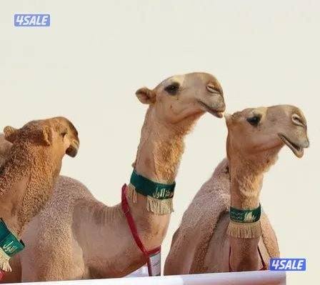 نشتري إبل زيدان وتفريد0