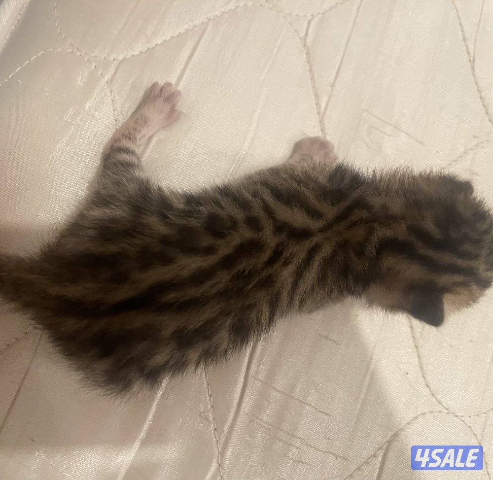 Bengal cat بنقال / بنجال0