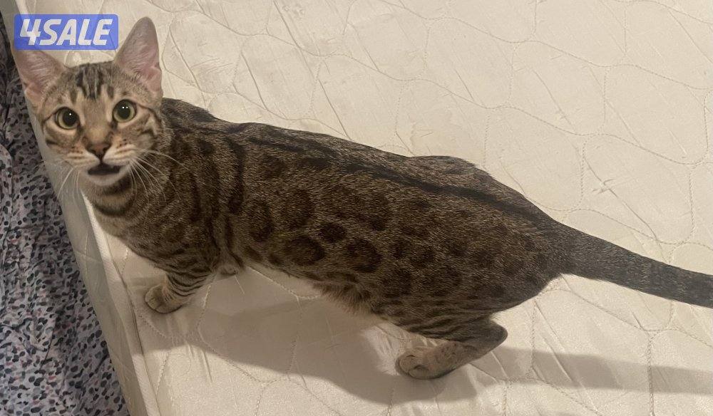 Bengal cat بنقال / بنجال1