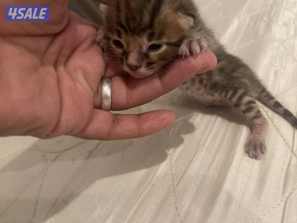 Bengal cat بنقال / بنجال2