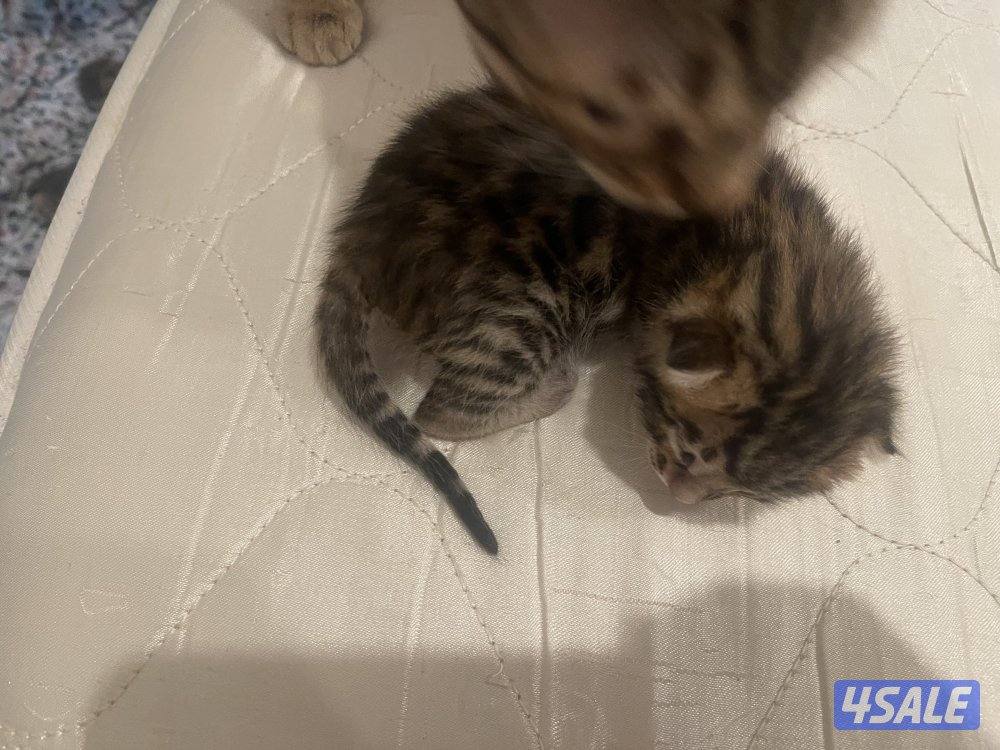 Bengal cat بنقال / بنجال3