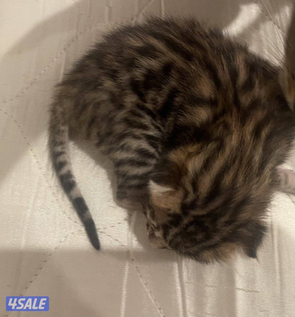 Bengal cat بنقال / بنجال4