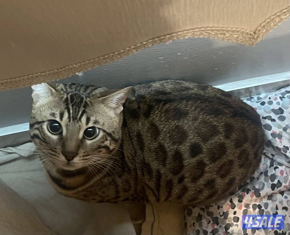 Bengal cat بنقال / بنجال5
