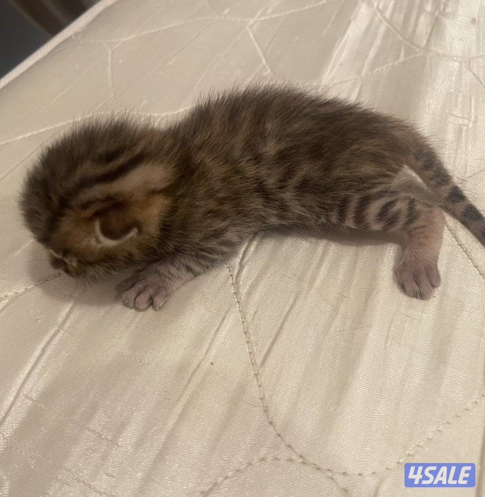 Bengal cat بنقال / بنجال6