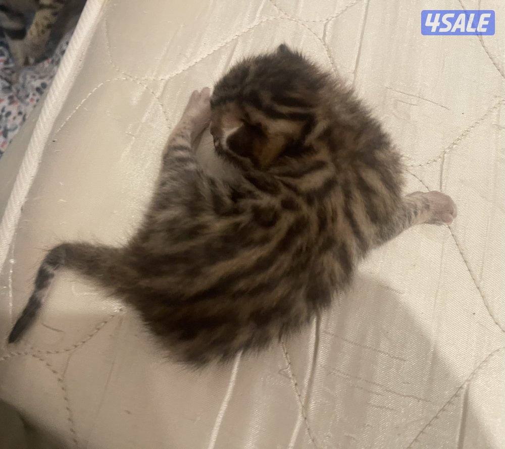 Bengal cat بنقال / بنجال7