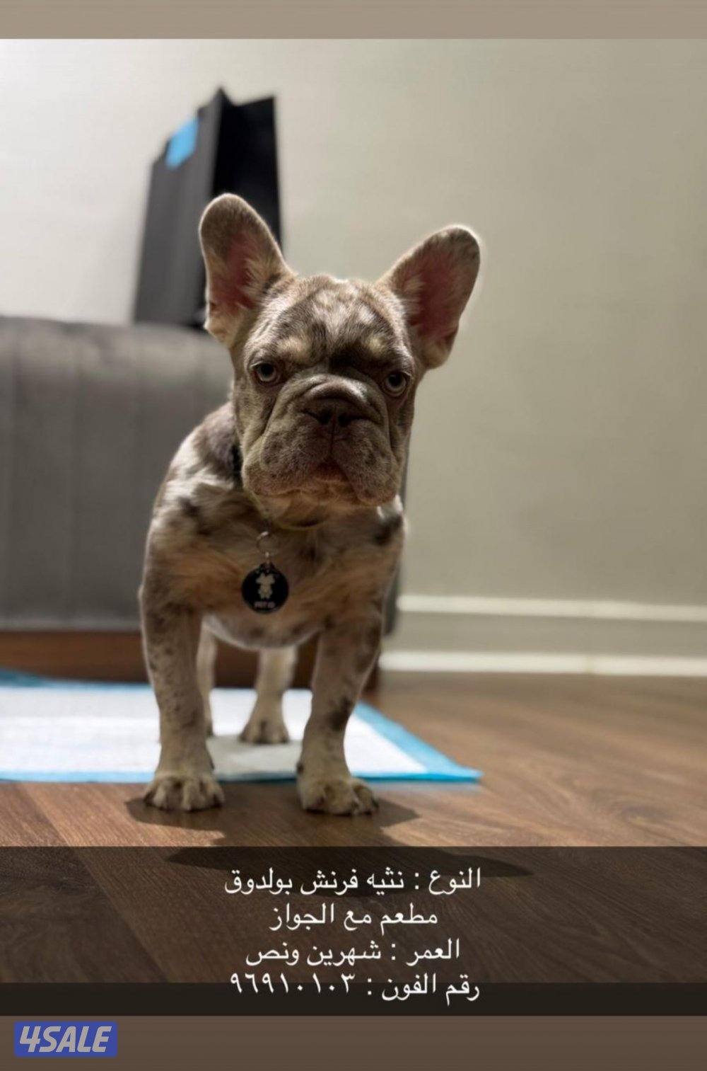 نوع نثية فرنش بولدوق العمر شهرين ونص مطعم مع الجواز السعر قابل للمساوم1