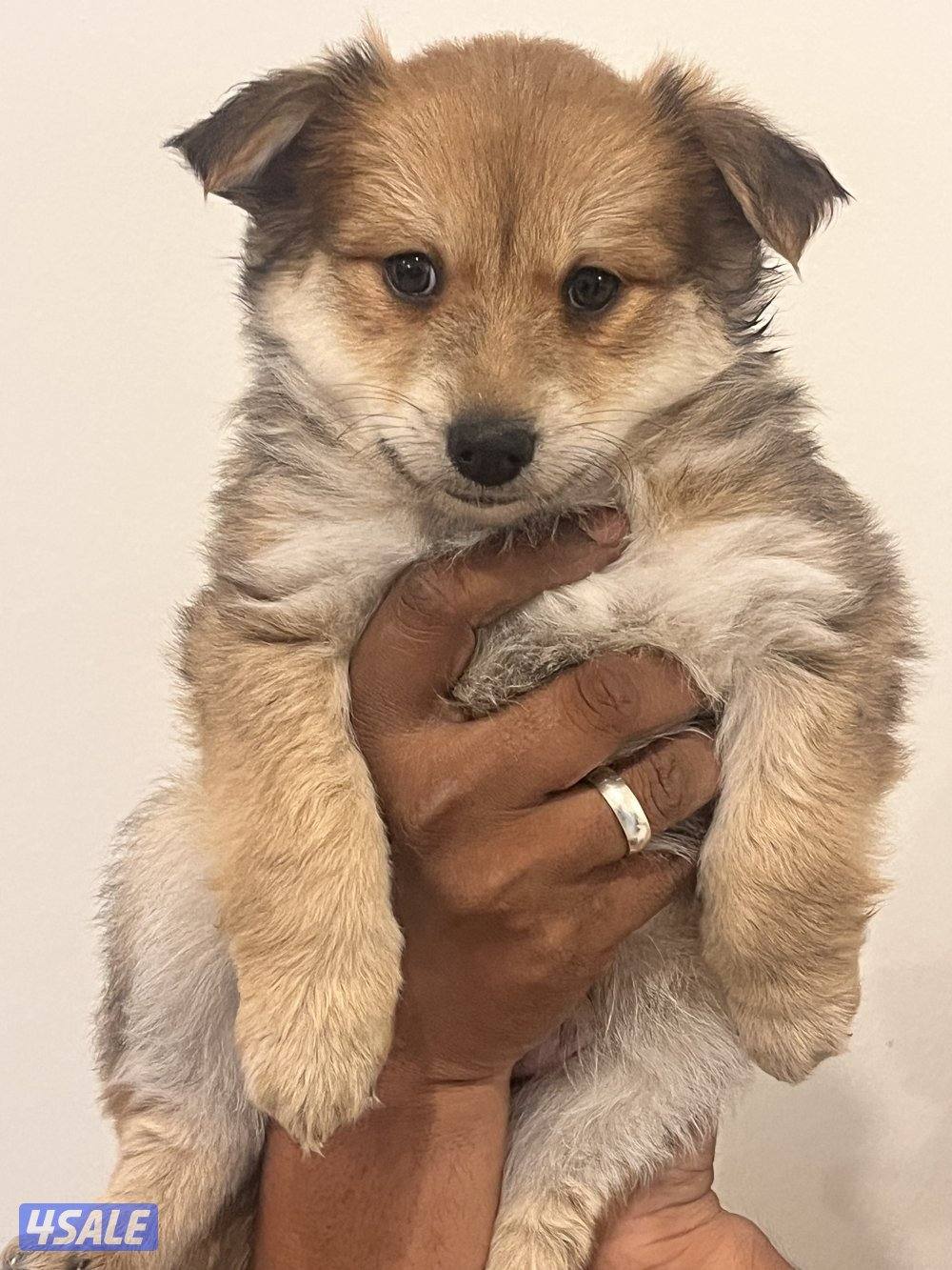 Maltese puppies for sale0