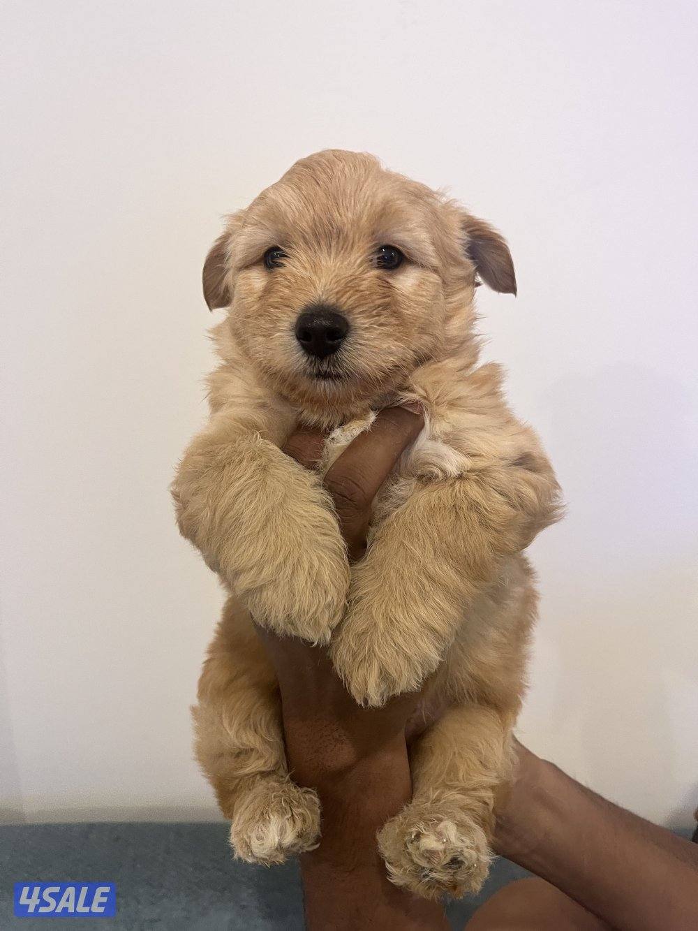 Maltese puppies for sale2