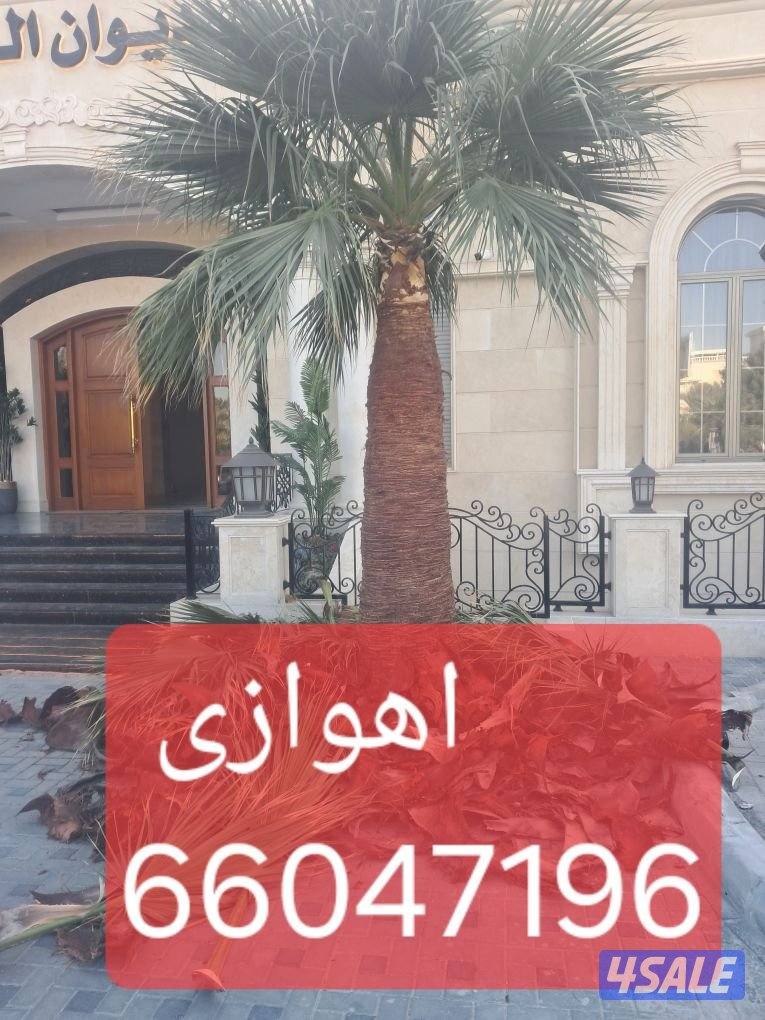 زراع اهوازى نخيل وتنظيف وتكريب وشيل نخل من مكان الا مكان وبيع وشراءنخل1