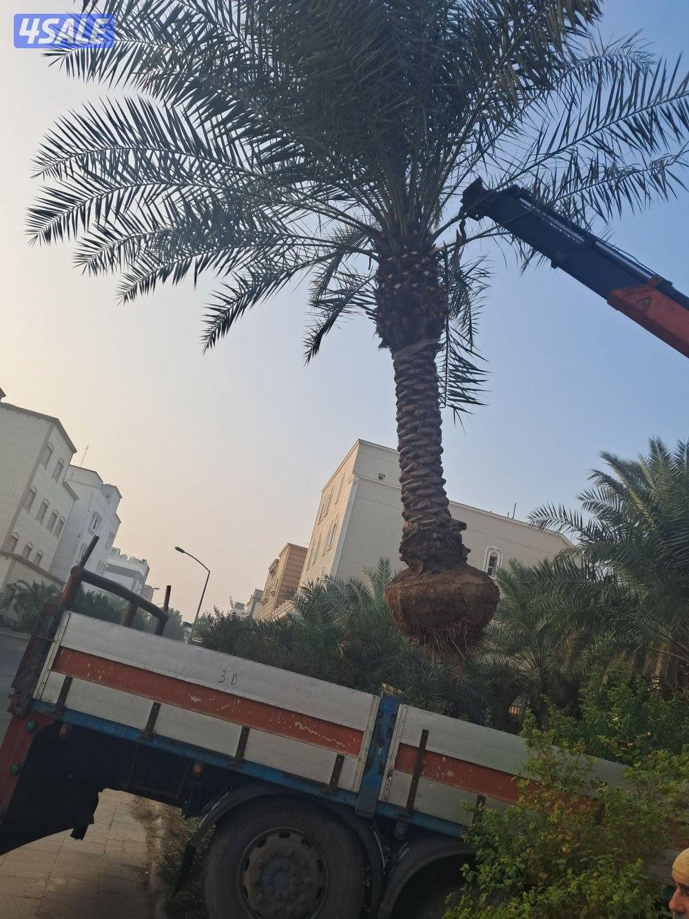 زراع اهوازى نخيل وتنظيف وتكريب وشيل نخل من مكان الا مكان وبيع وشراءنخل2