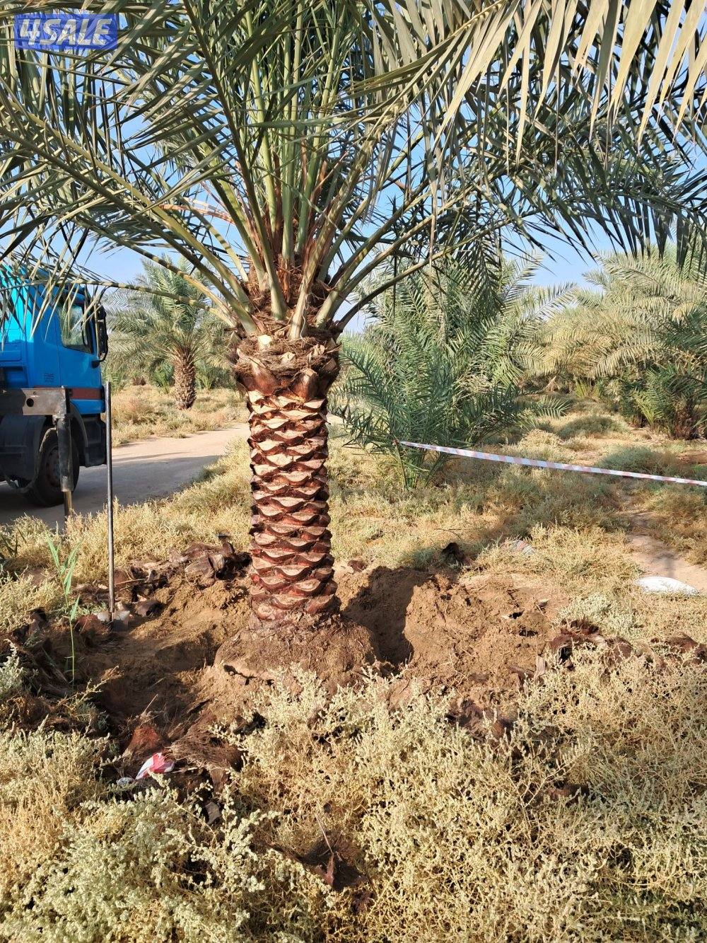 زراع اهوازى نخيل وتنظيف وتكريب وشيل نخل من مكان الا مكان وبيع وشراءنخل3
