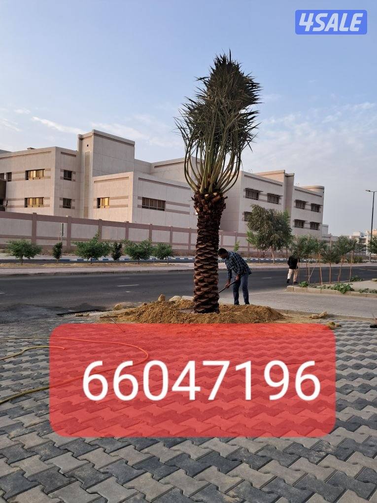 زراع اهوازى نخيل وتنظيف وتكريب وشيل نخل من مكان الا مكان وبيع وشراءنخل4