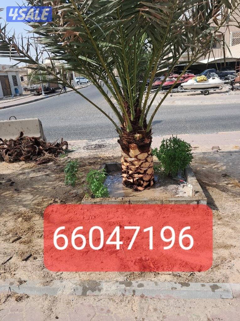 زراع اهوازى نخيل وتنظيف وتكريب وشيل نخل من مكان الا مكان وبيع وشراءنخل6