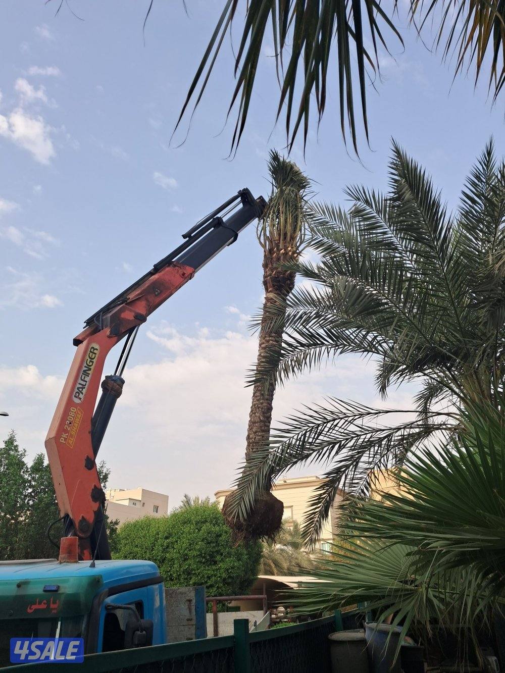 زراع اهوازى نخيل وتنظيف وتكريب وشيل نخل من مكان الا مكان وبيع وشراءنخل7