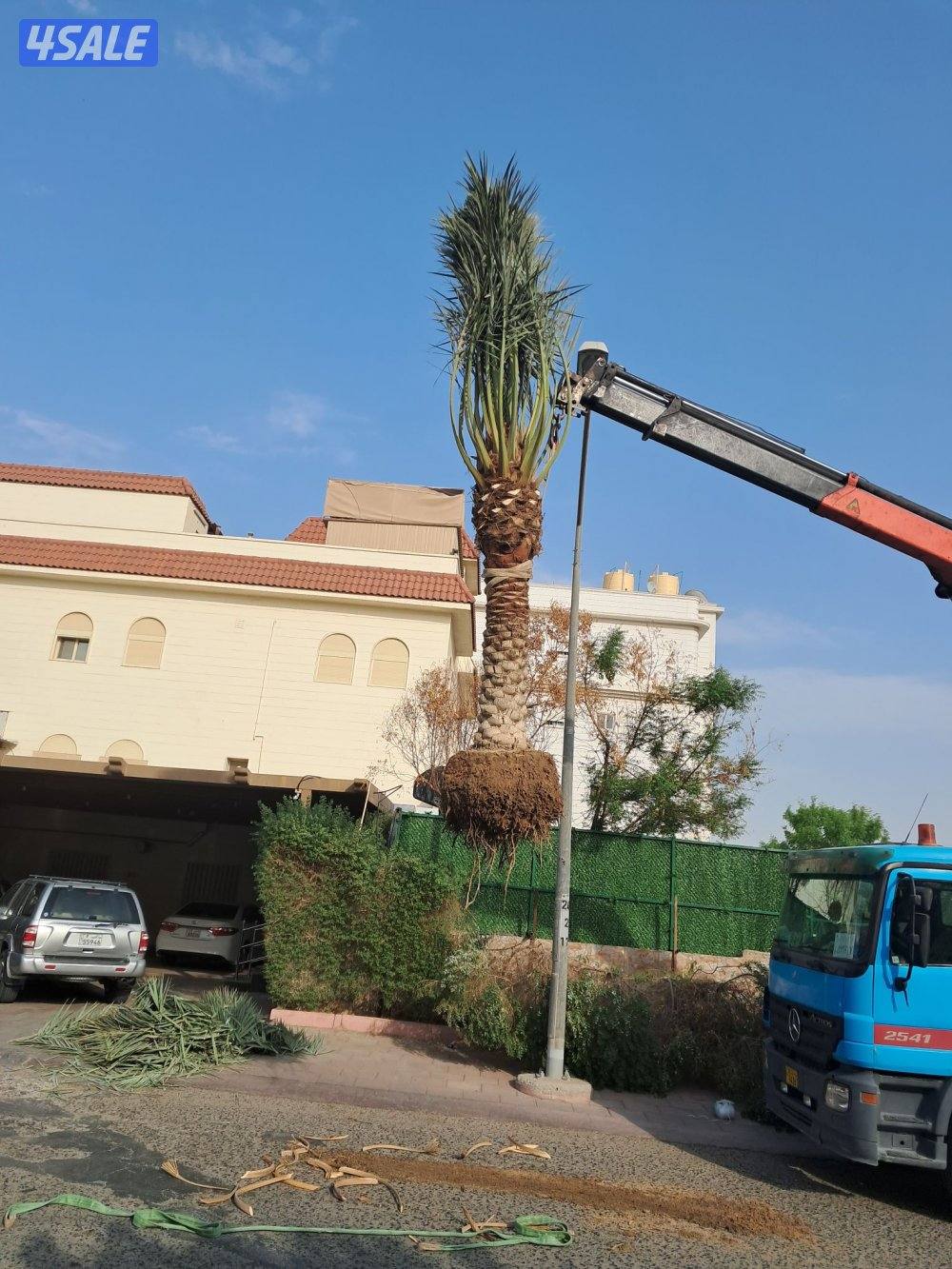 زراع اهوازى نخيل وتنظيف وتكريب وشيل نخل من مكان الا مكان وبيع وشراءنخل8