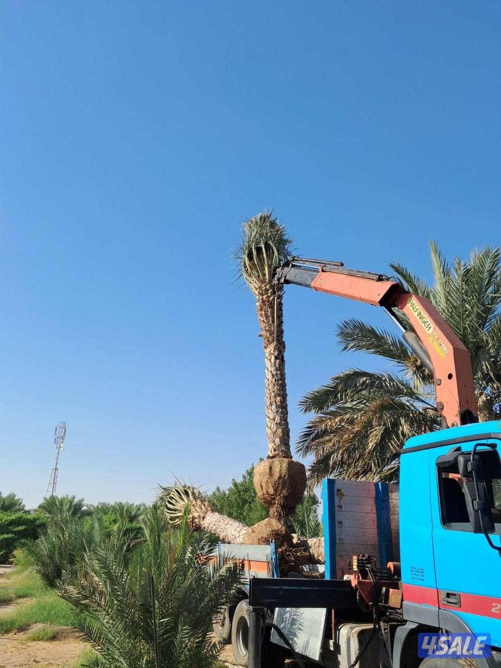 زراع اهوازى نخيل وتنظيف وتكريب وشيل نخل من مكان الا مكان وبيع وشراءنخل9