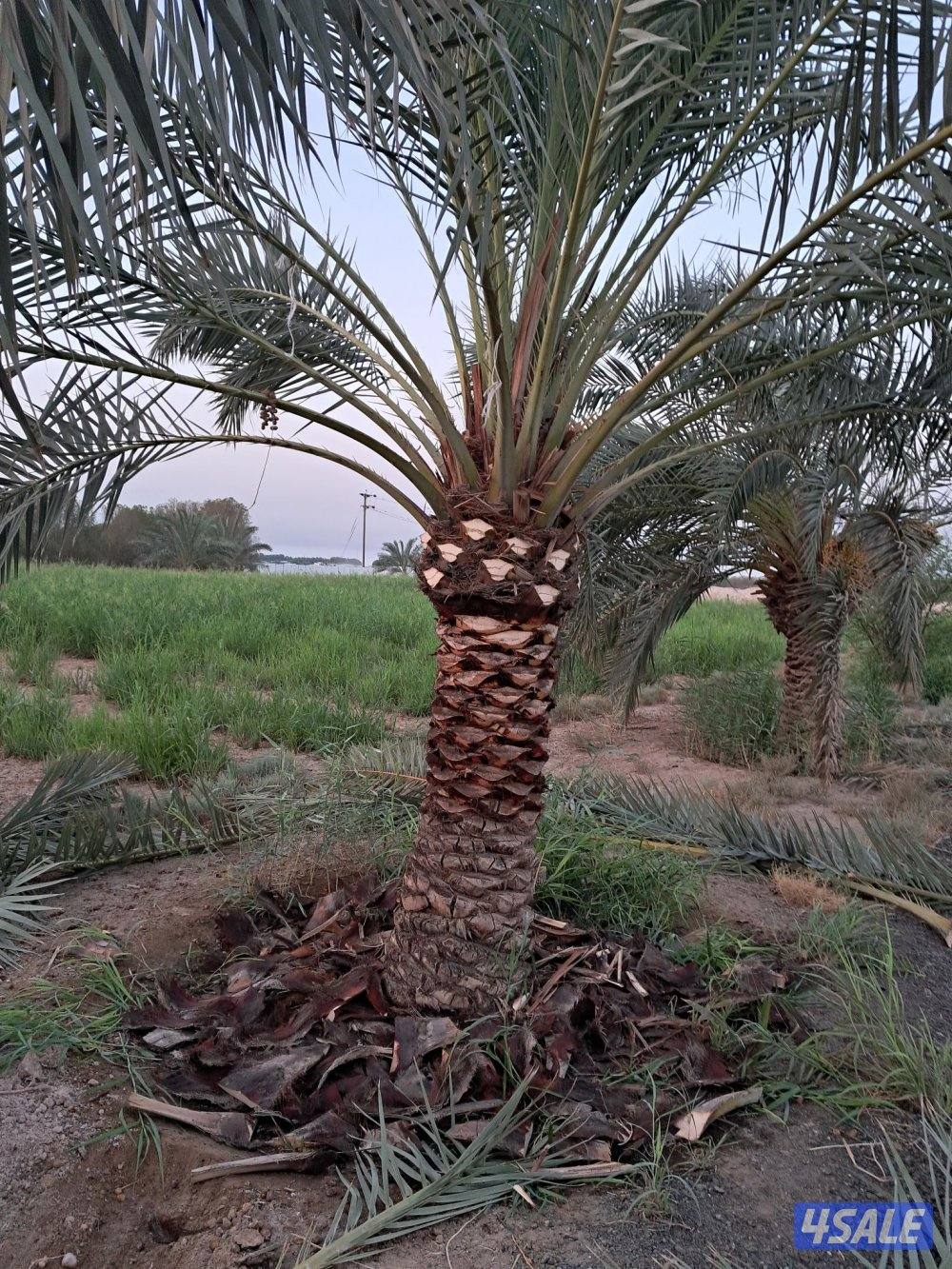 زراع اهوازى نخيل وتنظيف وتكريب وشيل نخل من مكان الا مكان وبيع وشراءنخل11