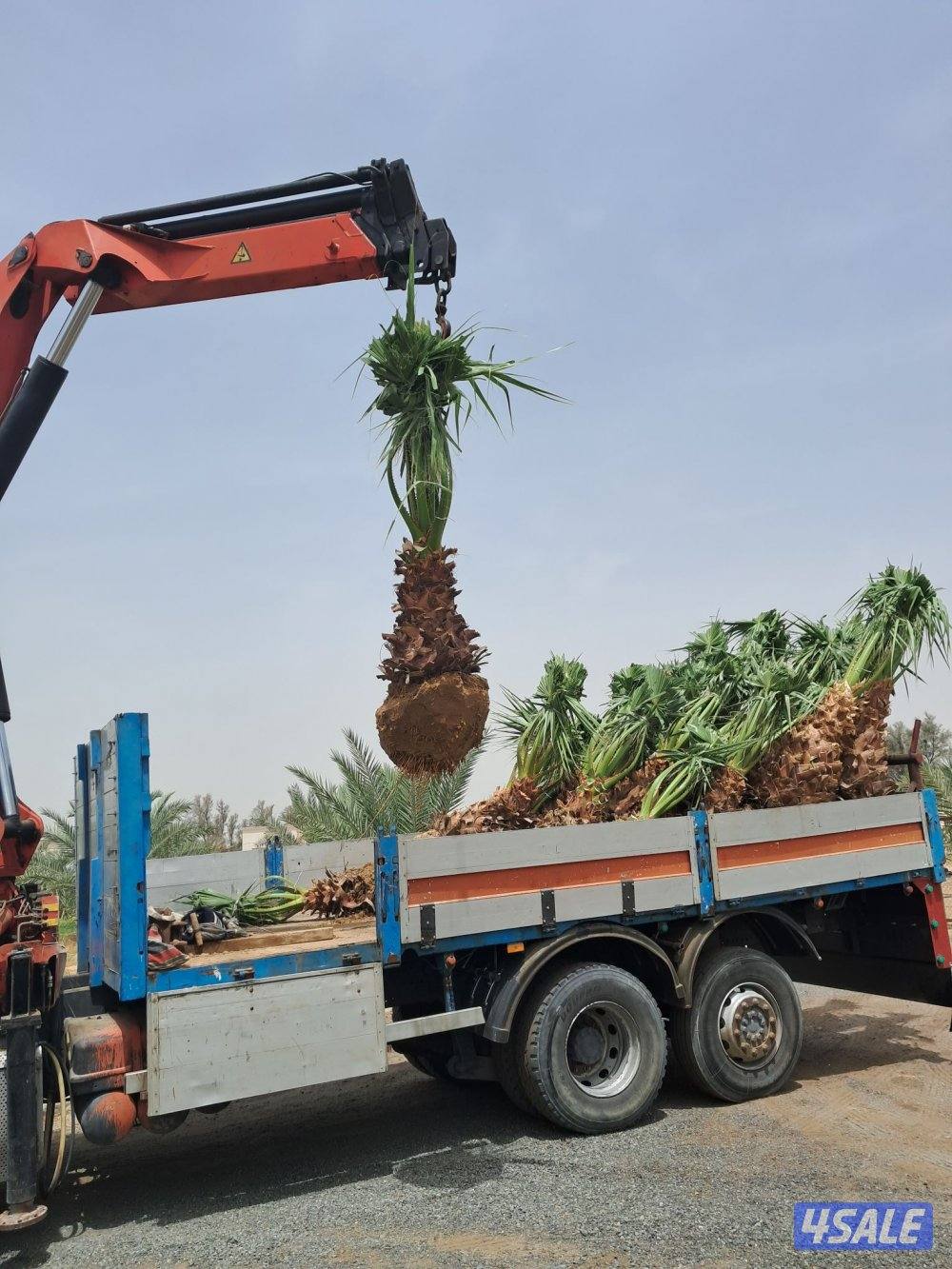 زراع اهوازى نخيل وتنظيف وتكريب وشيل نخل من مكان الا مكان وبيع وشراءنخل12