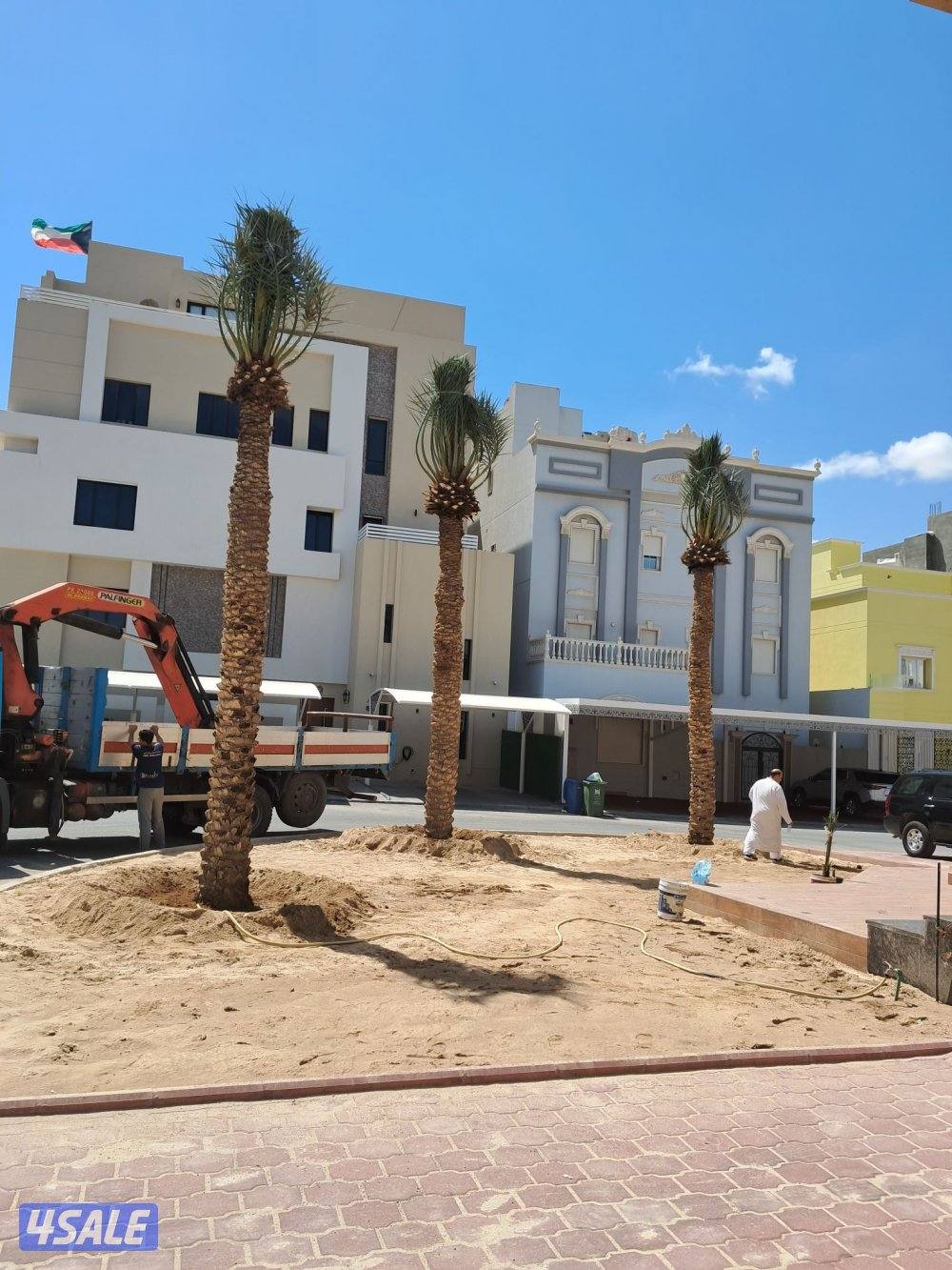 زراع اهوازى نخيل وتنظيف وتكريب وشيل نخل من مكان الا مكان وبيع وشراءنخل13