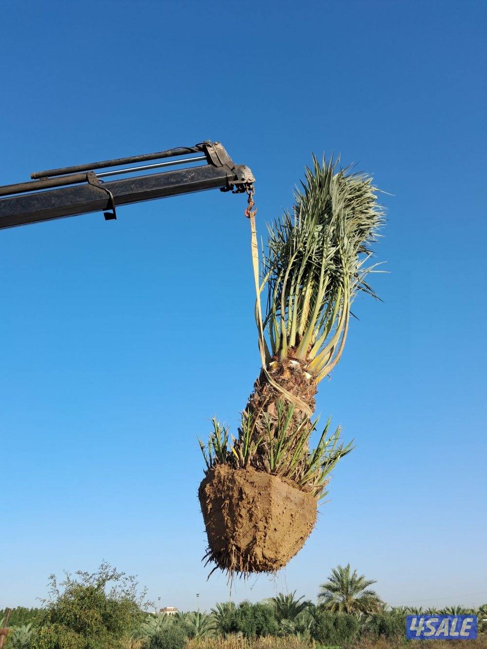 زراع اهوازى نخيل وتنظيف وتكريب وشيل نخل من مكان الا مكان وبيع وشراءنخل14