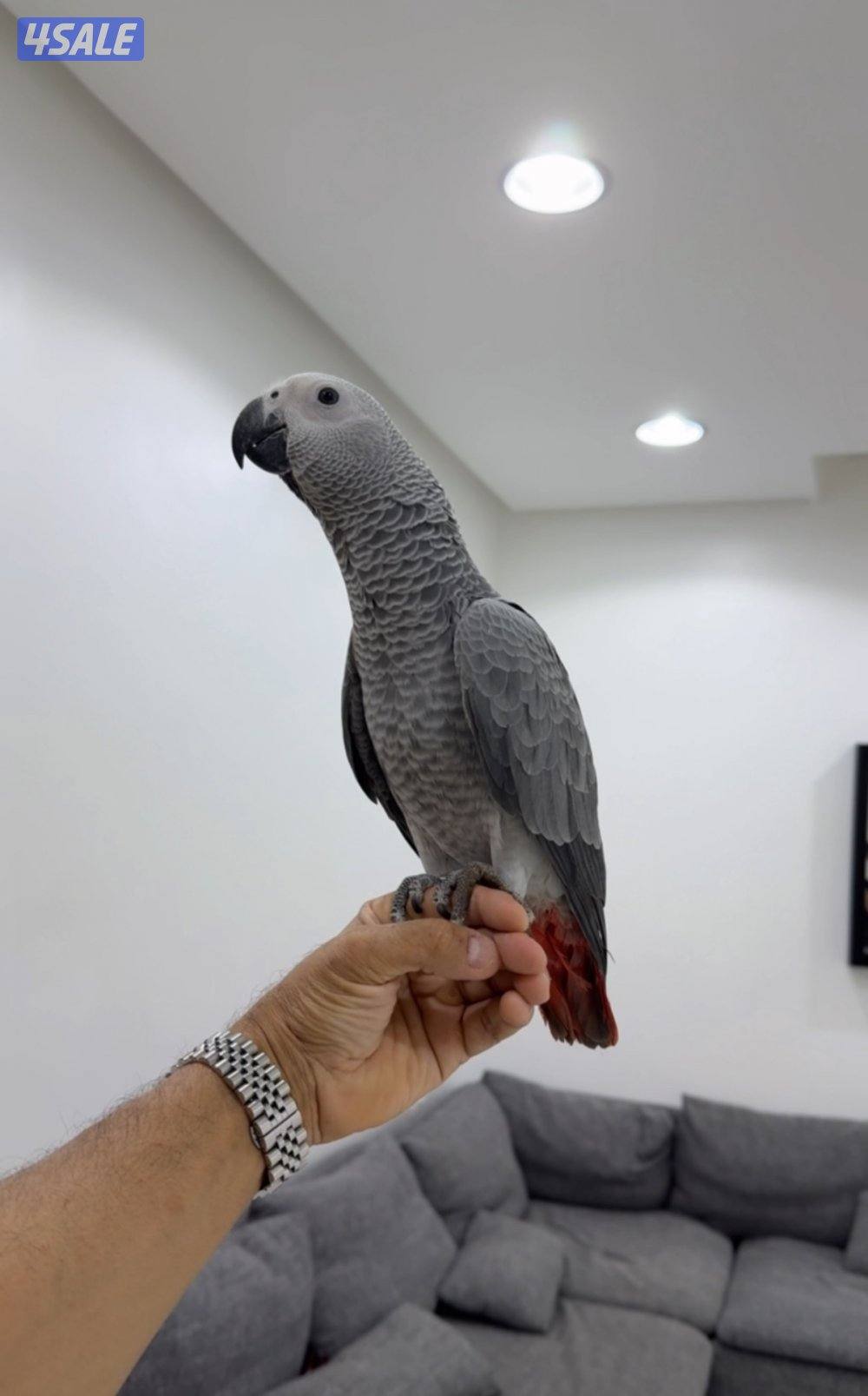كاسكو فاخر من الآخر0