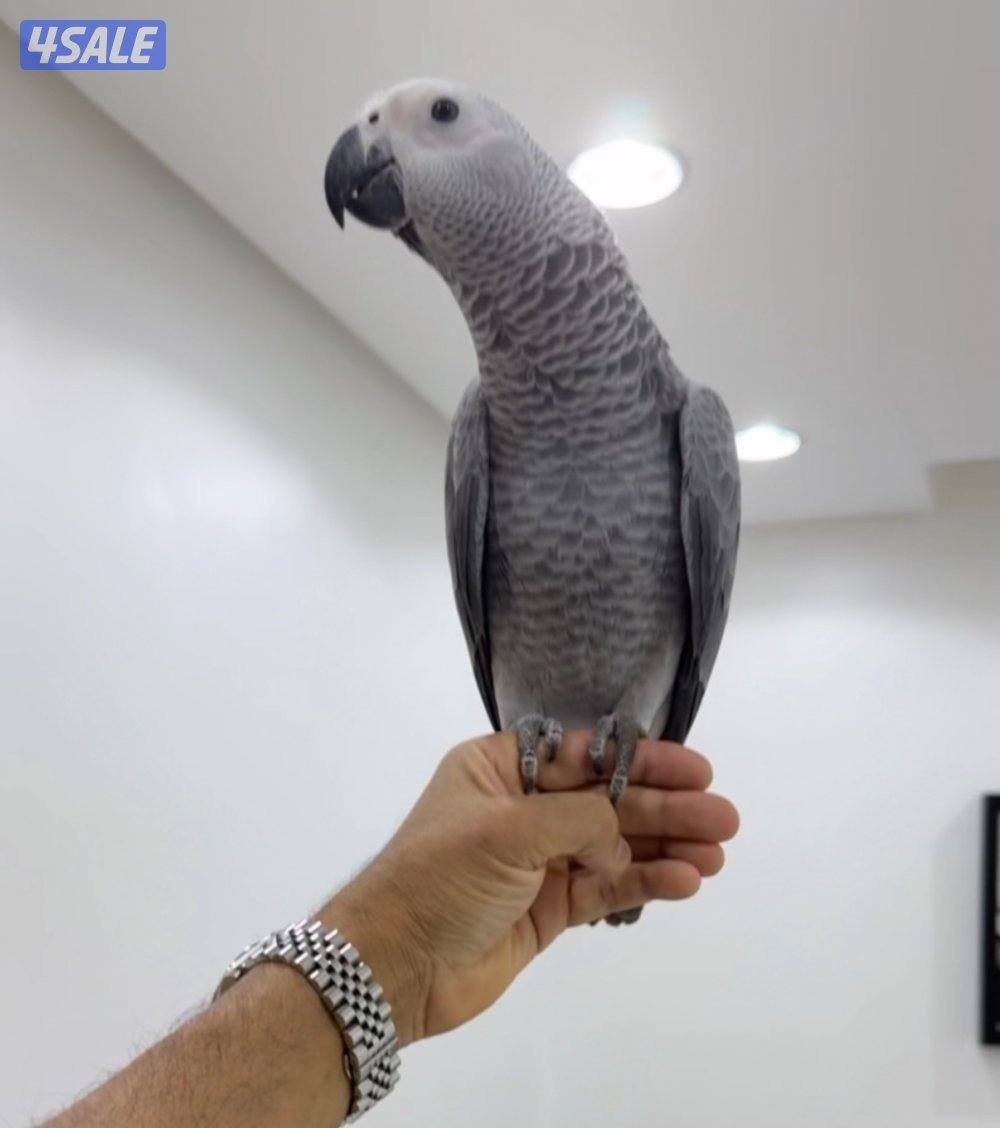 كاسكو فاخر من الآخر1