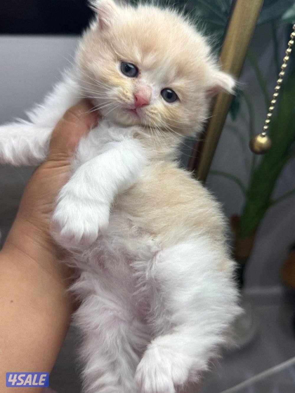 للبيع قطط3