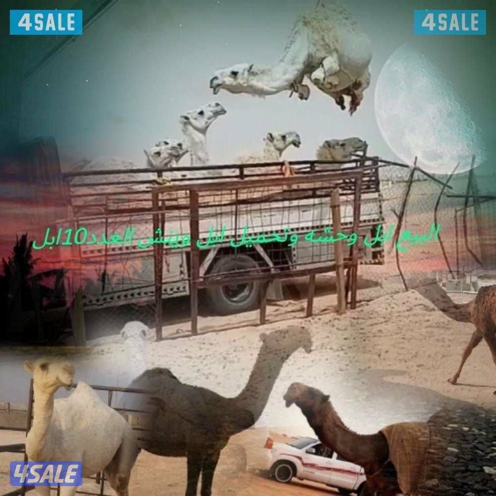 نشتري ابل وحشه تحميل ابل ونش العدد 9ابل0