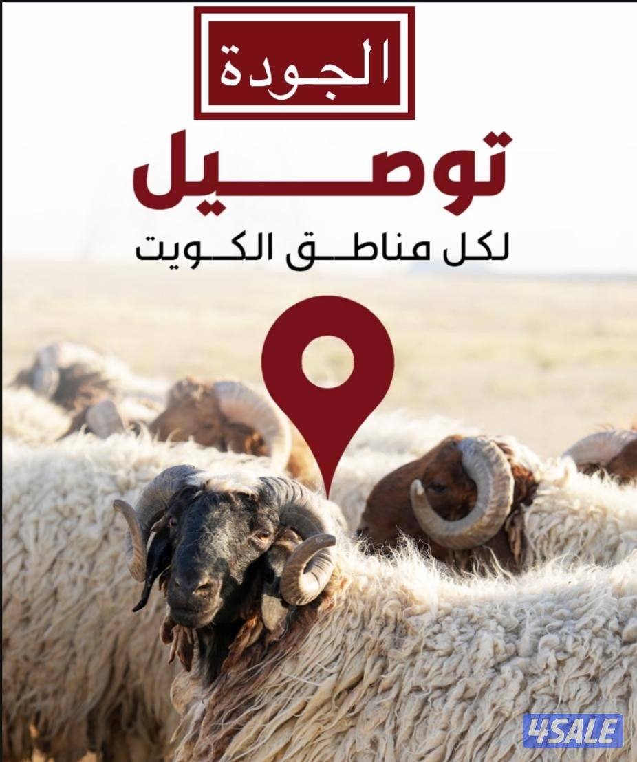 ذبايح نعيمي خدمة توصيل جميع مناطق الكويت التواصل وتساب0