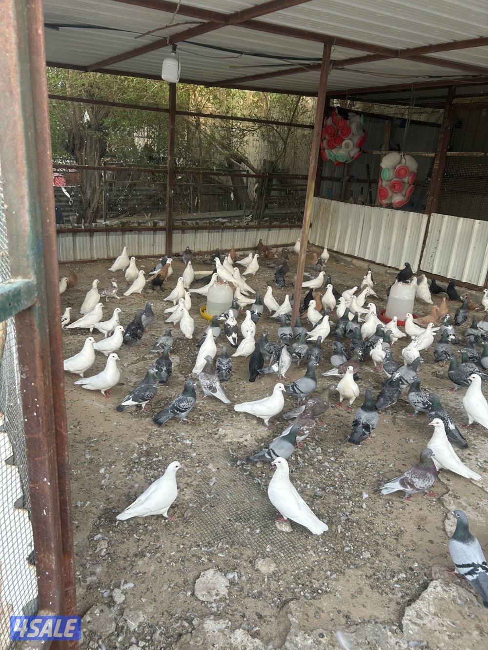 للبيع خانات وازواج حمام منتجه3