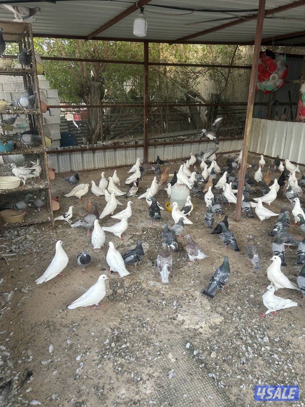 للبيع خانات وازواج حمام منتجه4