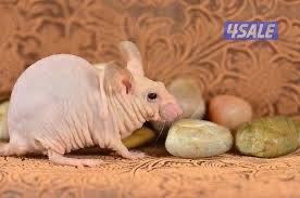 فار بدون شعر0