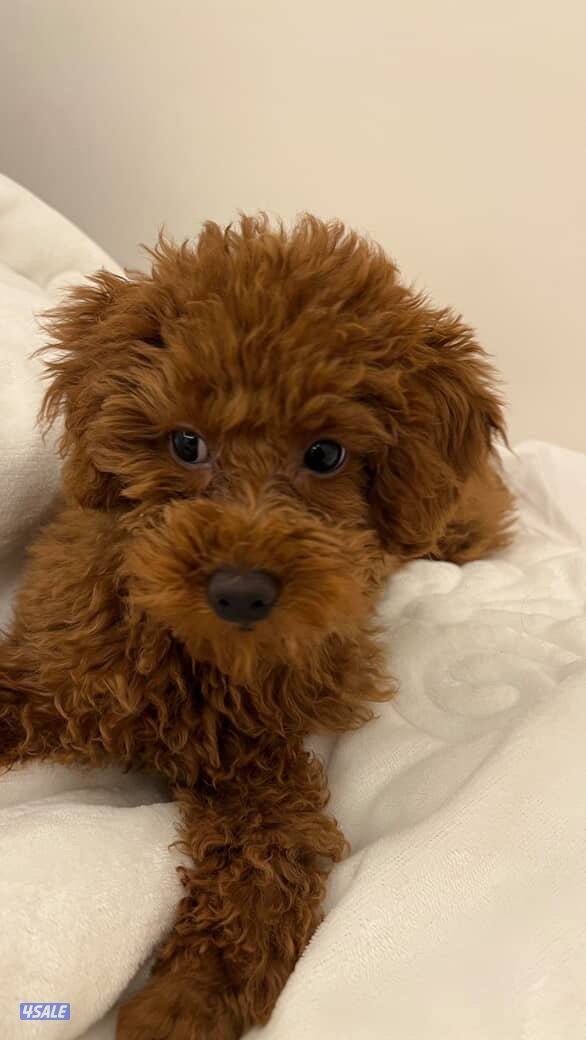 5 months Toy poodle - male2