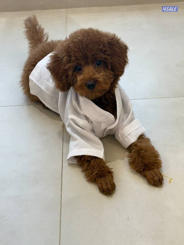 5 months Toy poodle - male1