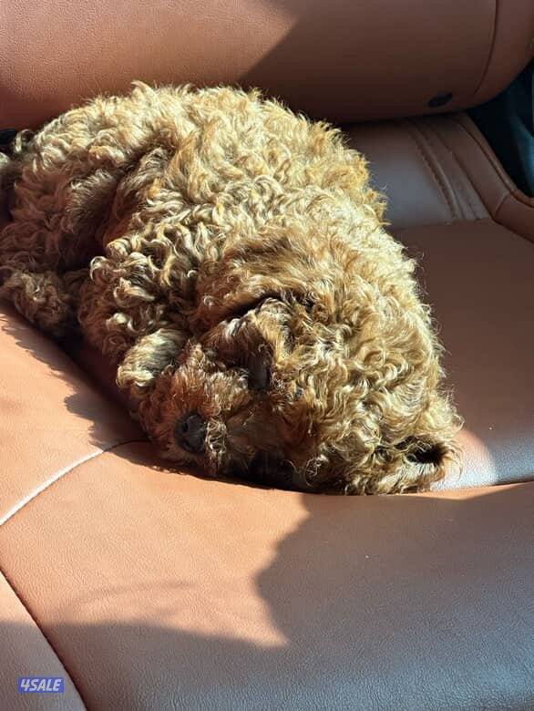 5 months Toy poodle - male3