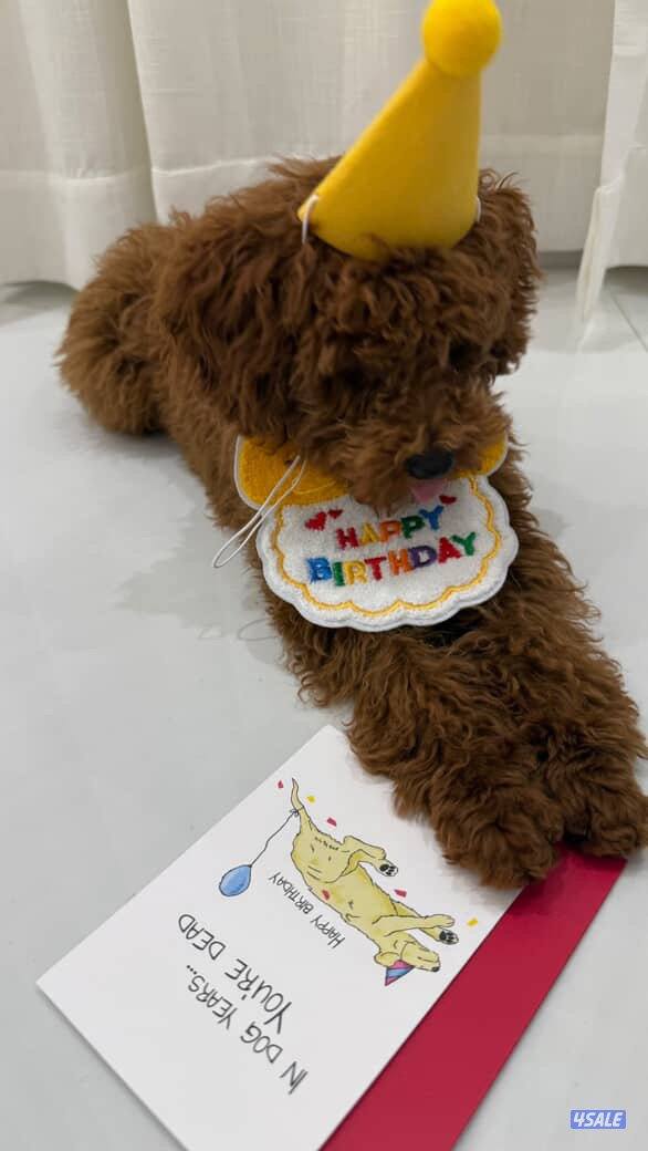 5 months Toy poodle - male0