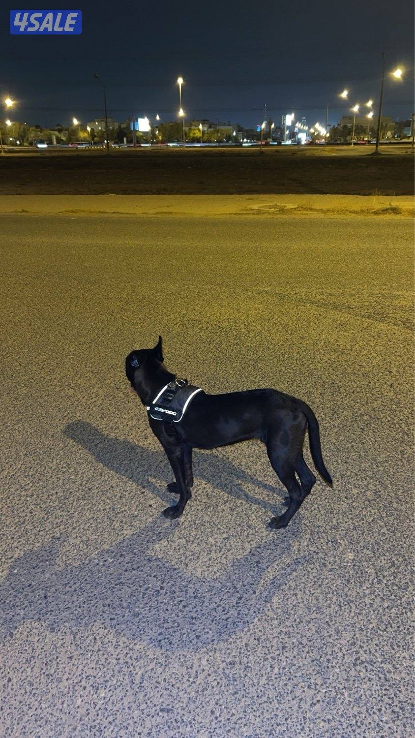 بتبول  تيرير امريكي عمر ست شهور كامل تطعيماته مع كامل اغراضه2