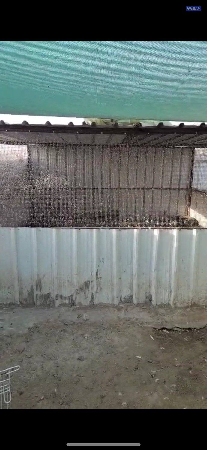 للبيع چبرتين فك وتركيب ٤ في ٤ + مظلة العرض ٦ والطول ١٢0