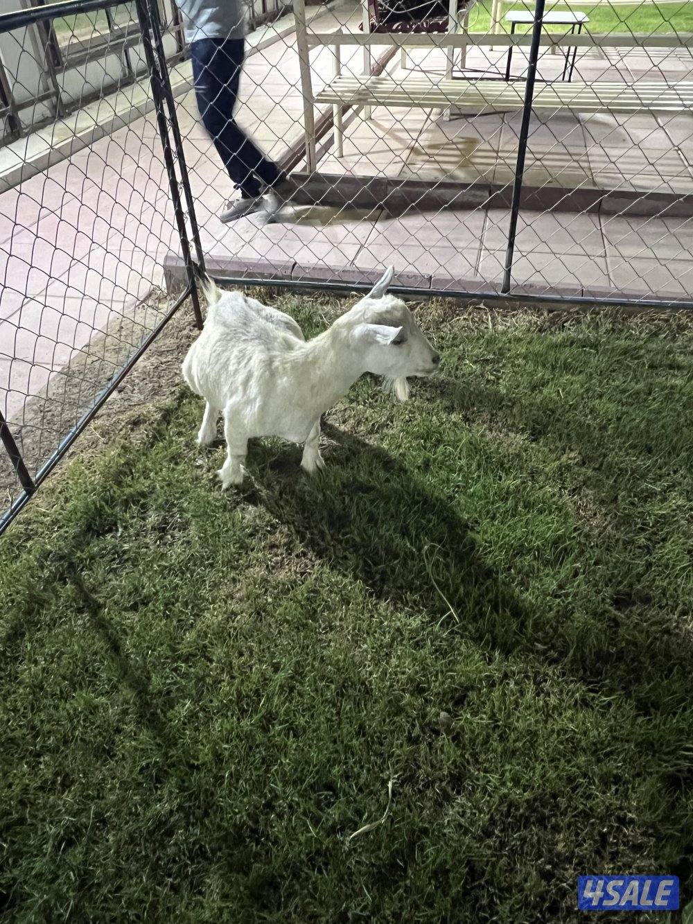 للبيع عنز مطفل2