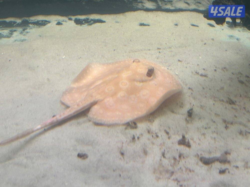 لخمه البينو مستوا صعب نثيه0